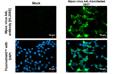 Anti-Mpox virus A4L antibody [HL2555] used in Immunocytochemistry/ Immunofluorescence (ICC/IF). GTX638927
